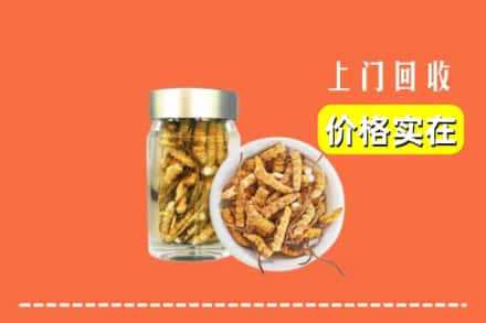 成都市青白江回收散虫草