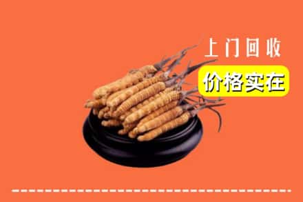 成都市青白江回收冬虫夏草